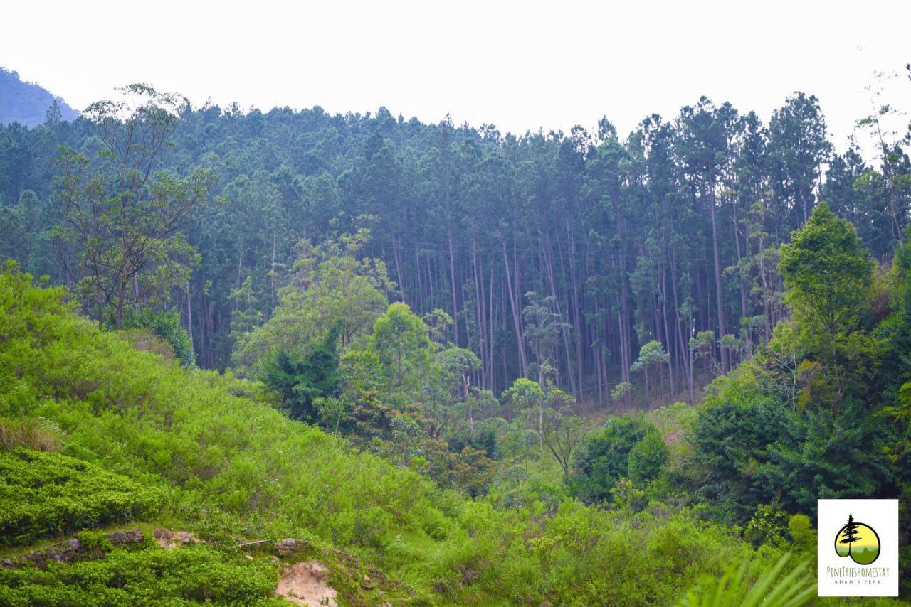 Pine Trees Homestay Наллатаннія Екстер'єр фото