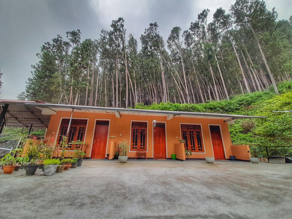 Pine Trees Homestay Наллатаннія Екстер'єр фото